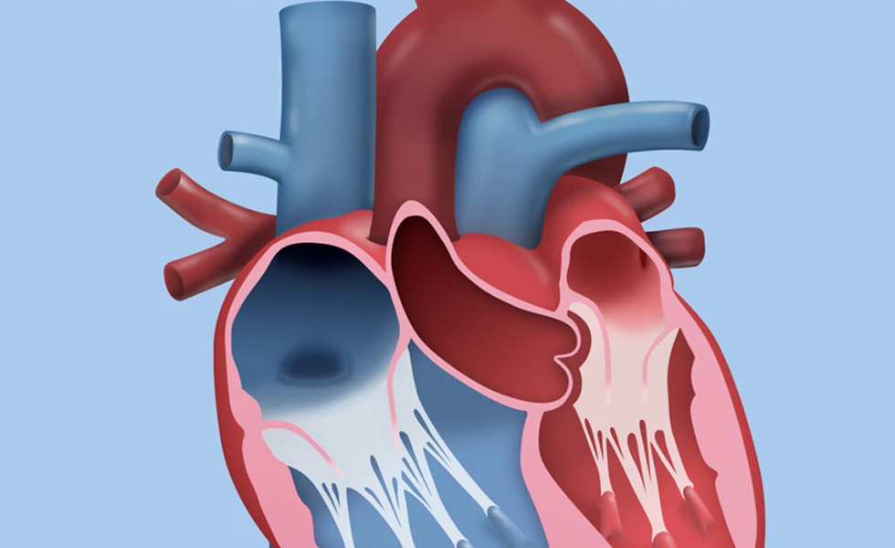 Prolapso Da Valva Mitral Como Identificar News Cardiofocus